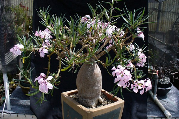 pachypodium photo