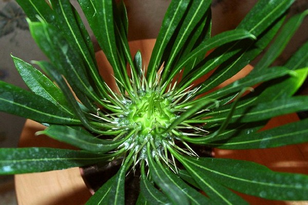Madagascar palm