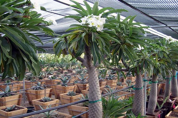pachypodium care