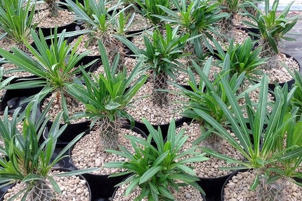 Madagascar palm care