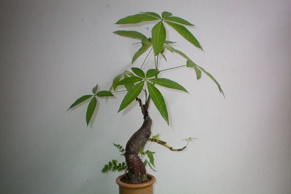 flor pakhira
