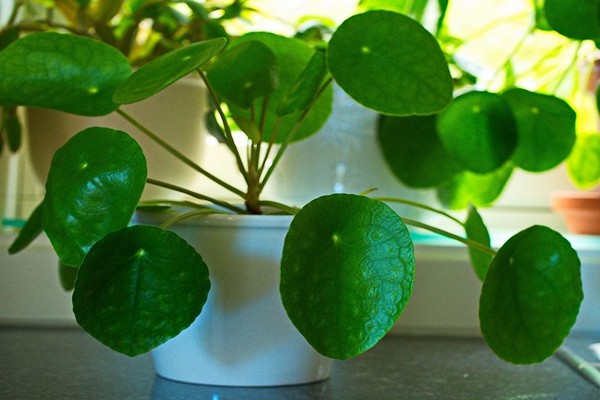 photo de pilea
