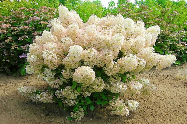 hortensia panicule meilleures variétés