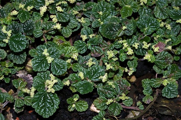 pépéromium pilea