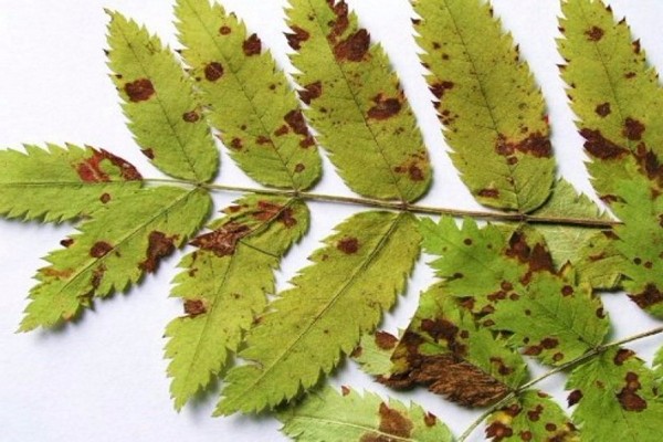 rowan disease