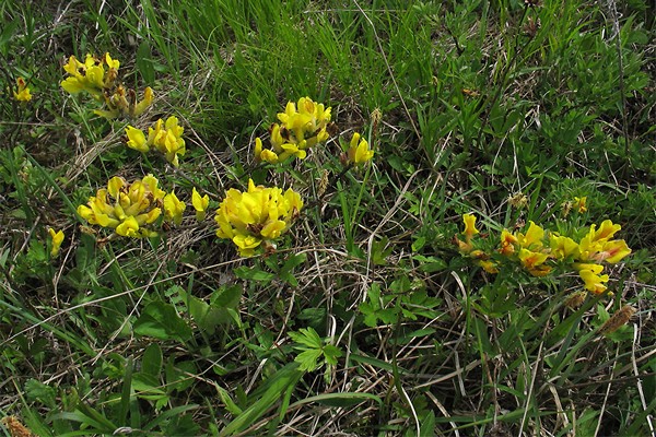 broom planting
