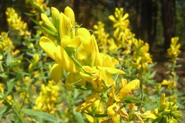 broom planting + and care