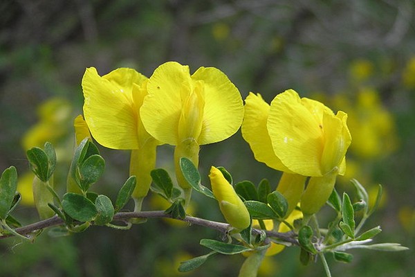 broom planting + and care