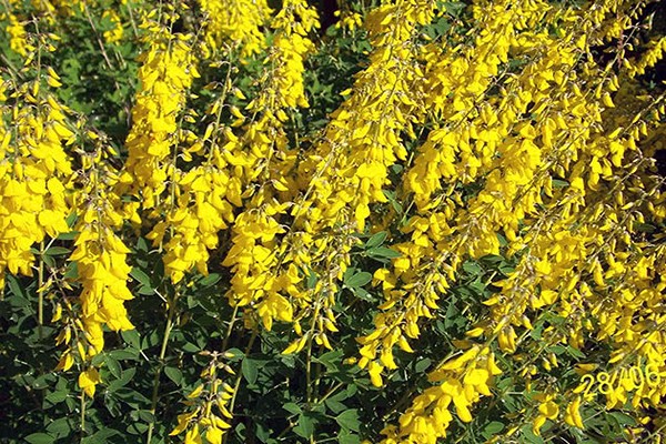 broom varieties