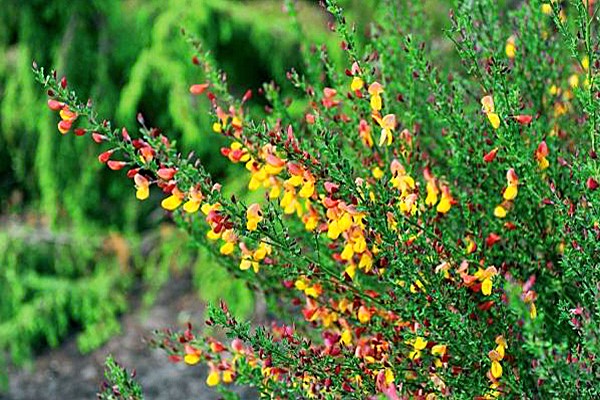 broom varieties