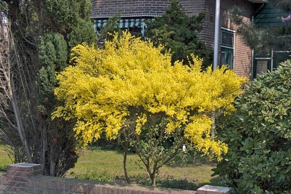 broom russian