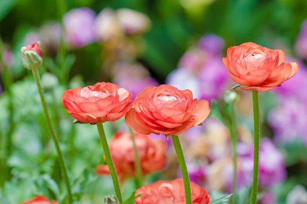 renoncule de jardin