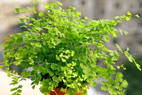 Plant maidenhair