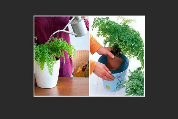 Plant maidenhair