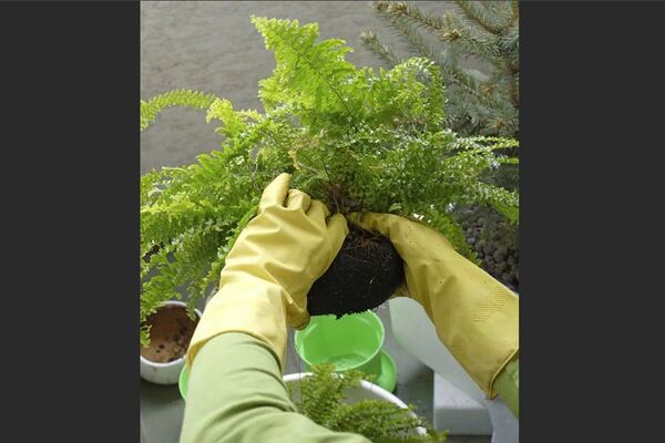 Indoor maidenhair