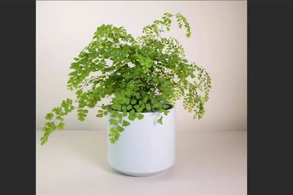 Plant maidenhair