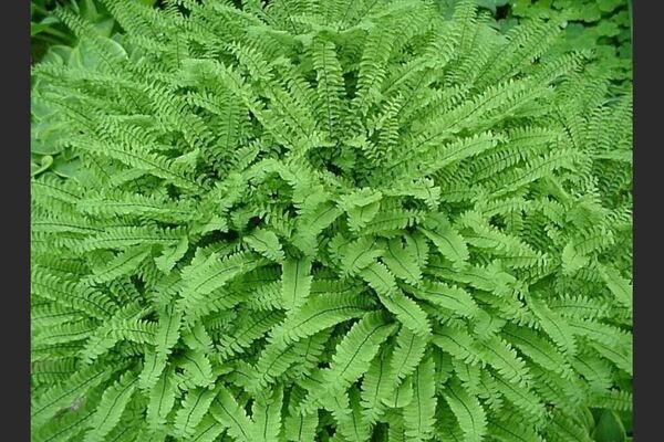 Plant maidenhair