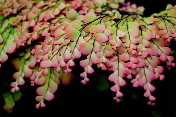 Plant maidenhair