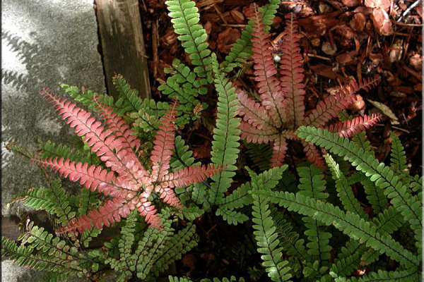 Plant maidenhair