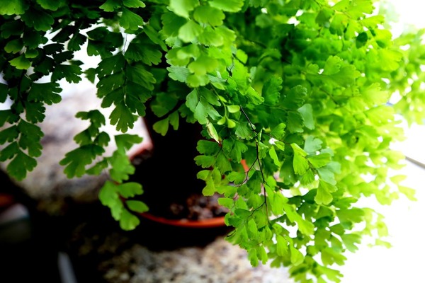 Plant maidenhair