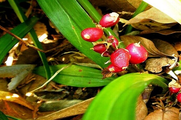 photo de reinekia