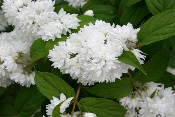 photo de fleur de reinekia