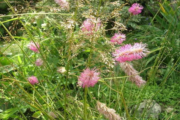 rose sanguisorba
