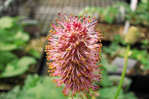 rose sanguisorba