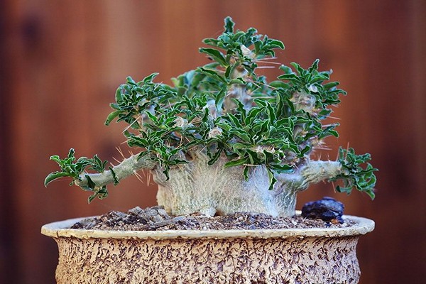 pachypodium photo