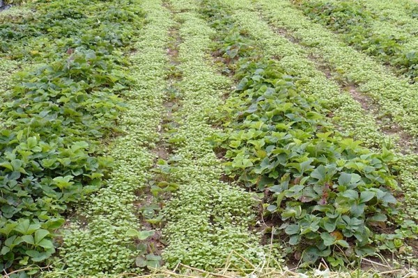 Siderata for strawberries