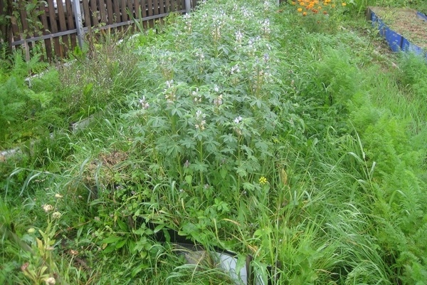 Siderata for strawberries