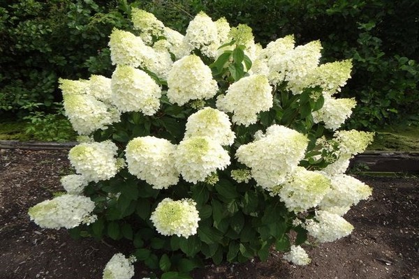 nom des variétés d'hortensia panicule