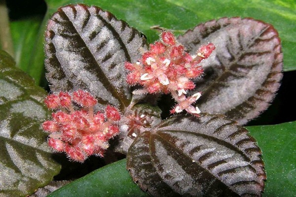 pépéromium pilea