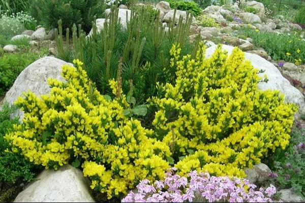 broom varieties