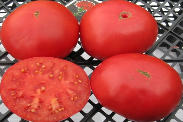 Tomate Délicatesse photo