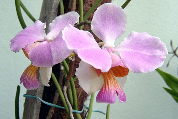 fotos de orquídea vanda