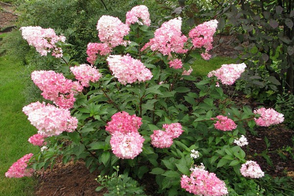 nom des variétés d'hortensia panicule