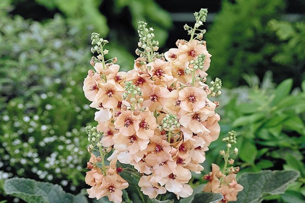 atterrissage de verbascum