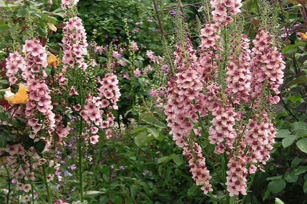 photo de verbascum