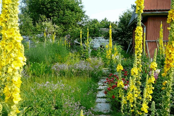 photo de verbascum