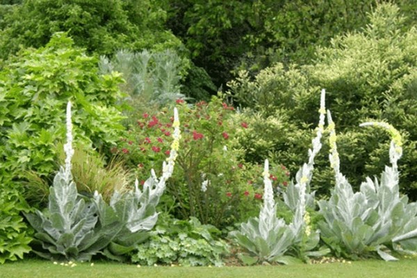 verbascum en croissance