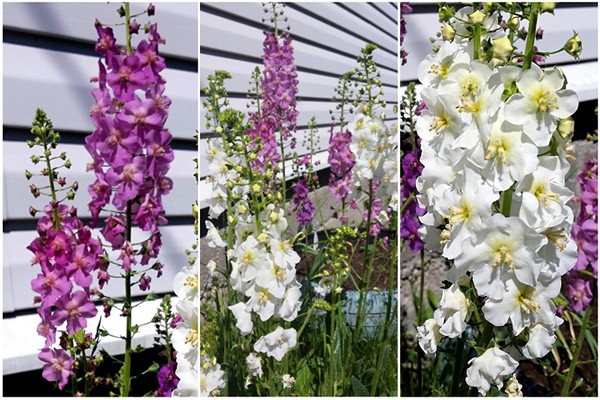 verbascum en croissance