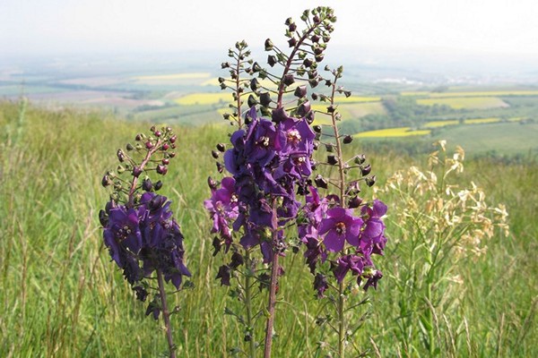 verbascum en croissance