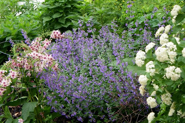 atterrissage de verbascum