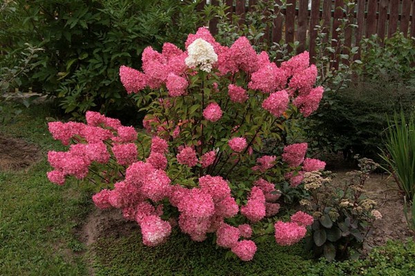 variétés d'hortensias