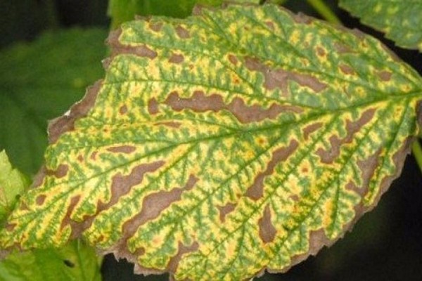 rowan disease