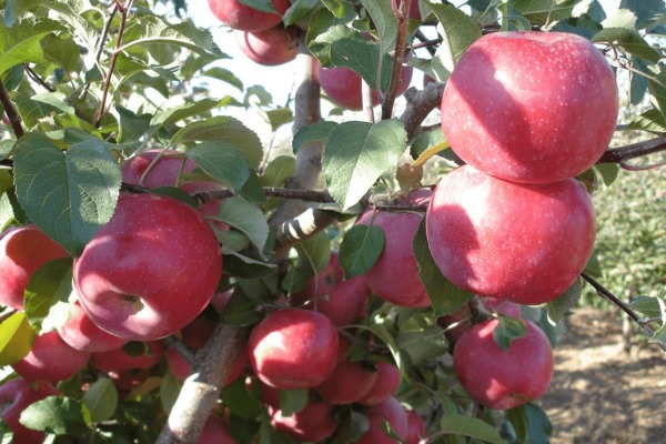 Fuji apple tree: description