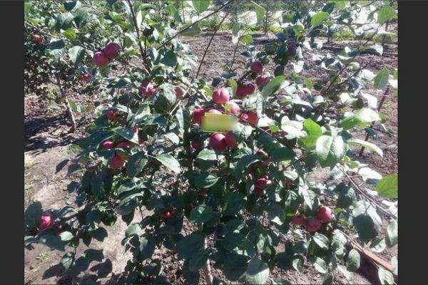 Treasured apple tree: description