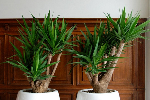 yucca photo