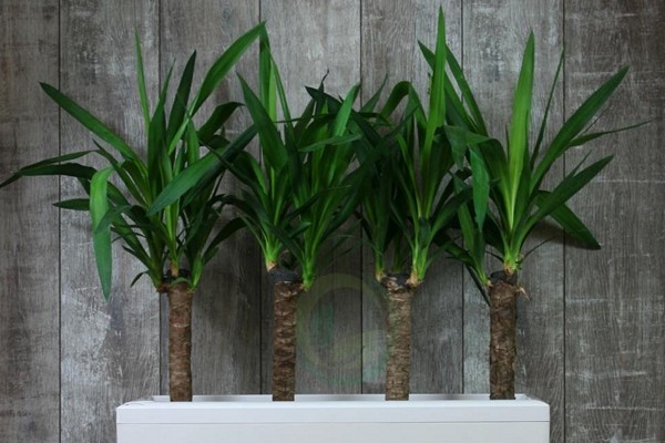 garden yucca